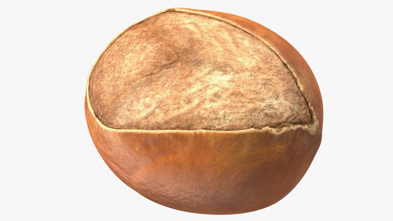 3D model Shea Nut