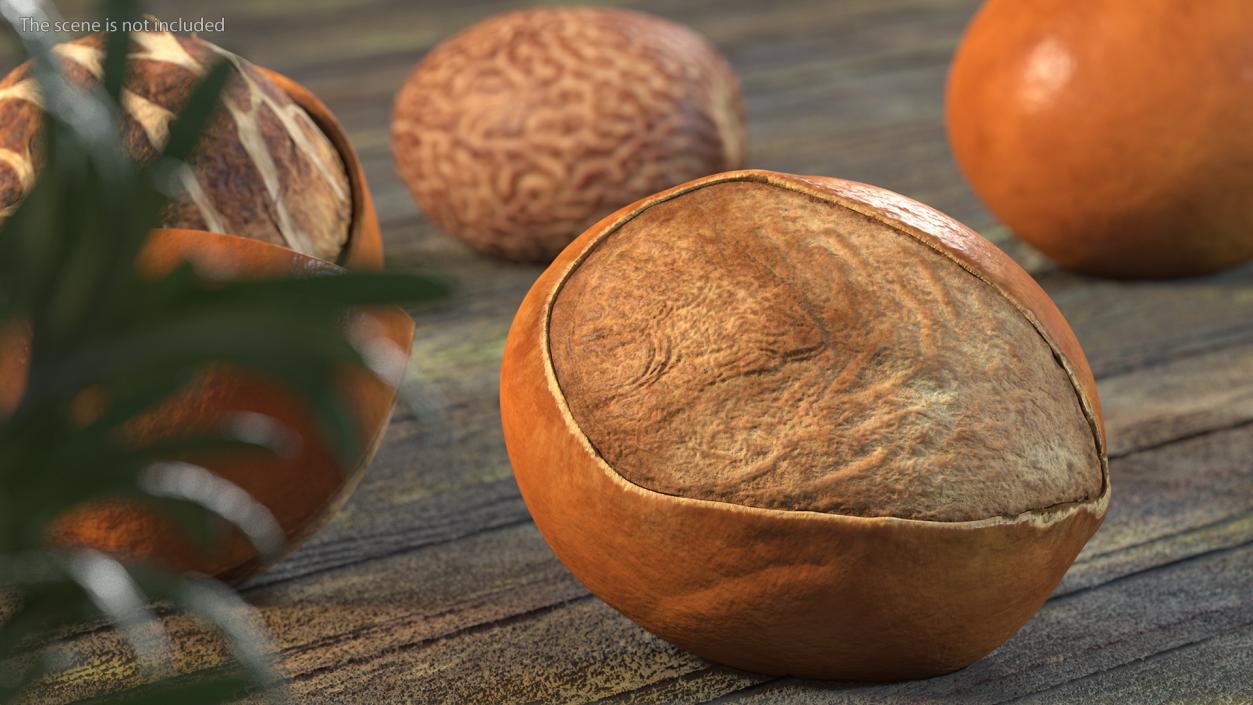 3D model Shea Nut