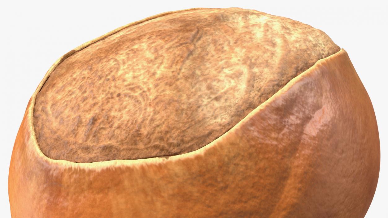 3D model Shea Nut