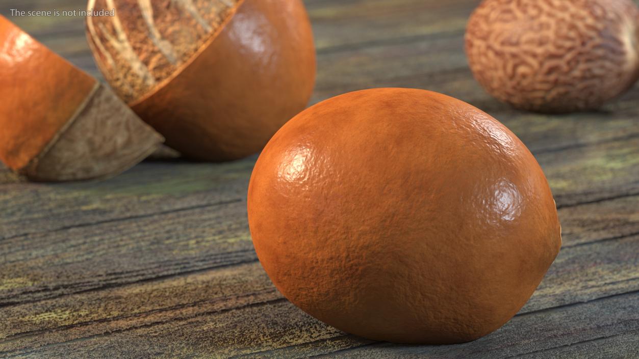 3D model Shea Nut