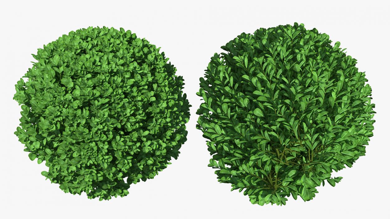 Green Boxwood Shrub 3D model