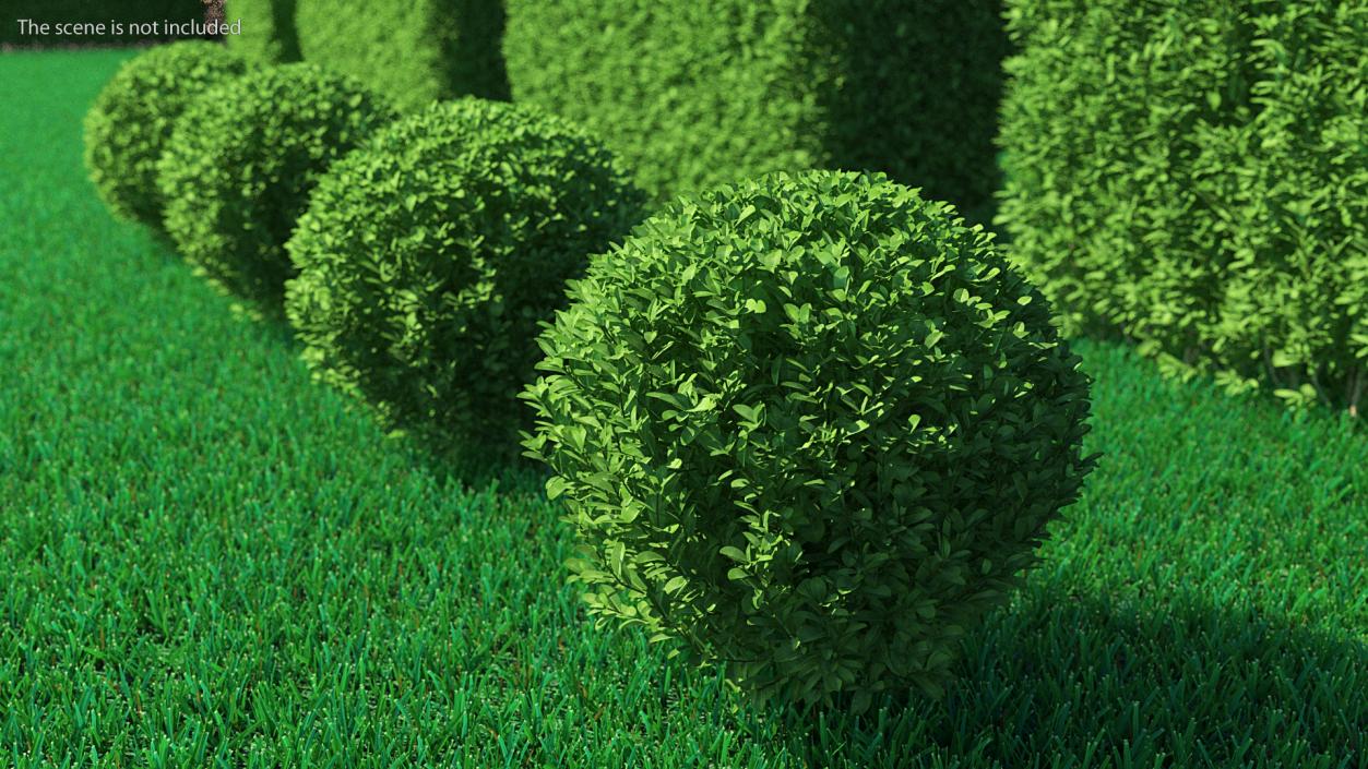 Green Boxwood Shrub 3D model