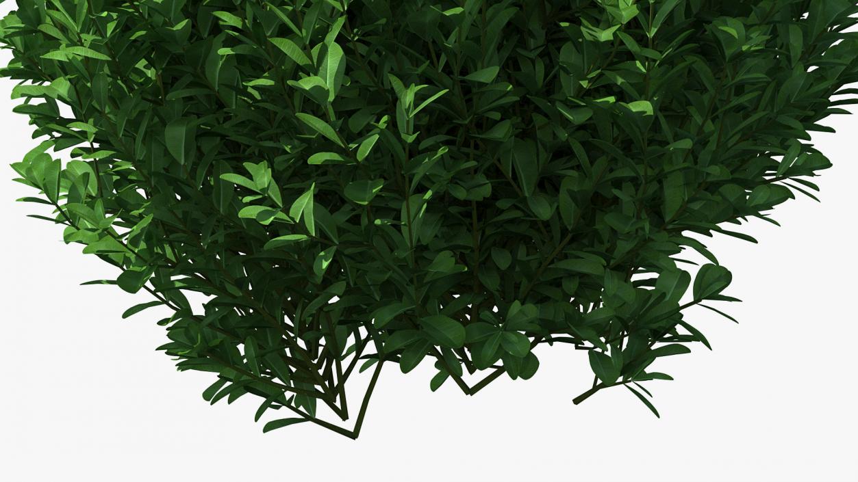 Green Boxwood Shrub 3D model