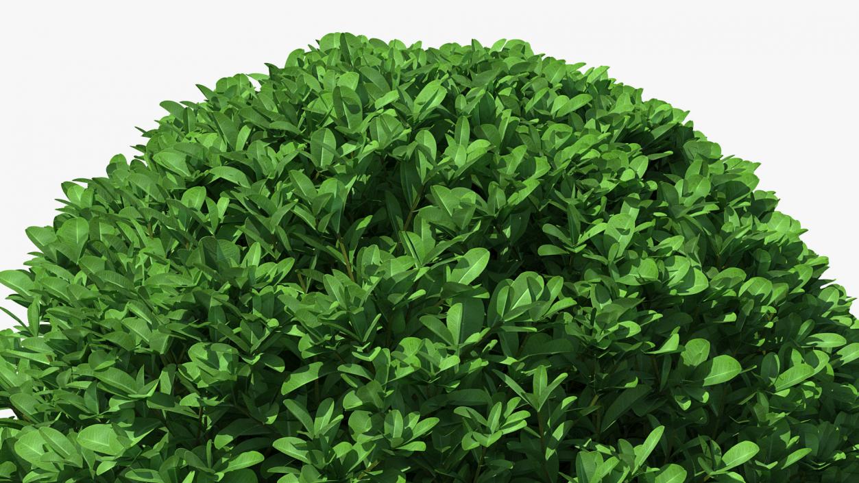 Green Boxwood Shrub 3D model