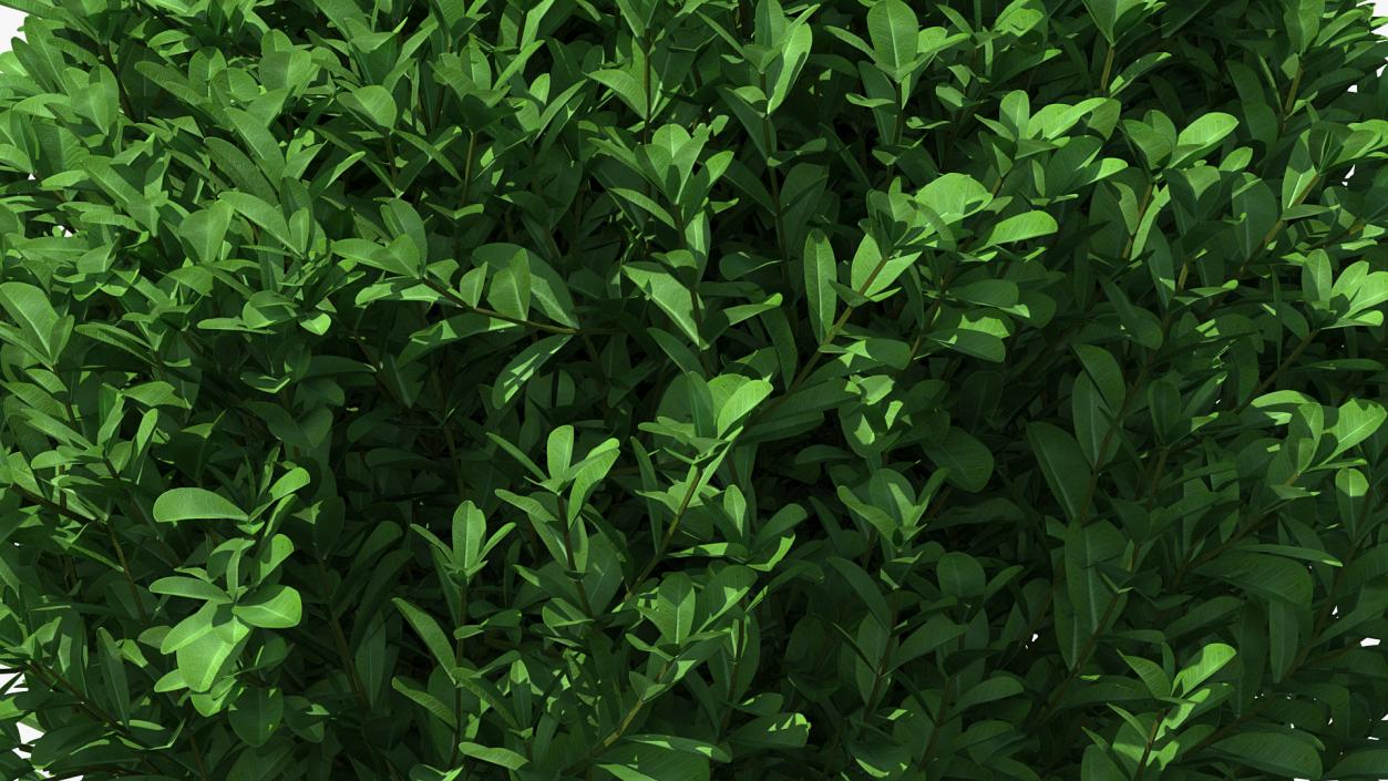 Green Boxwood Shrub 3D model