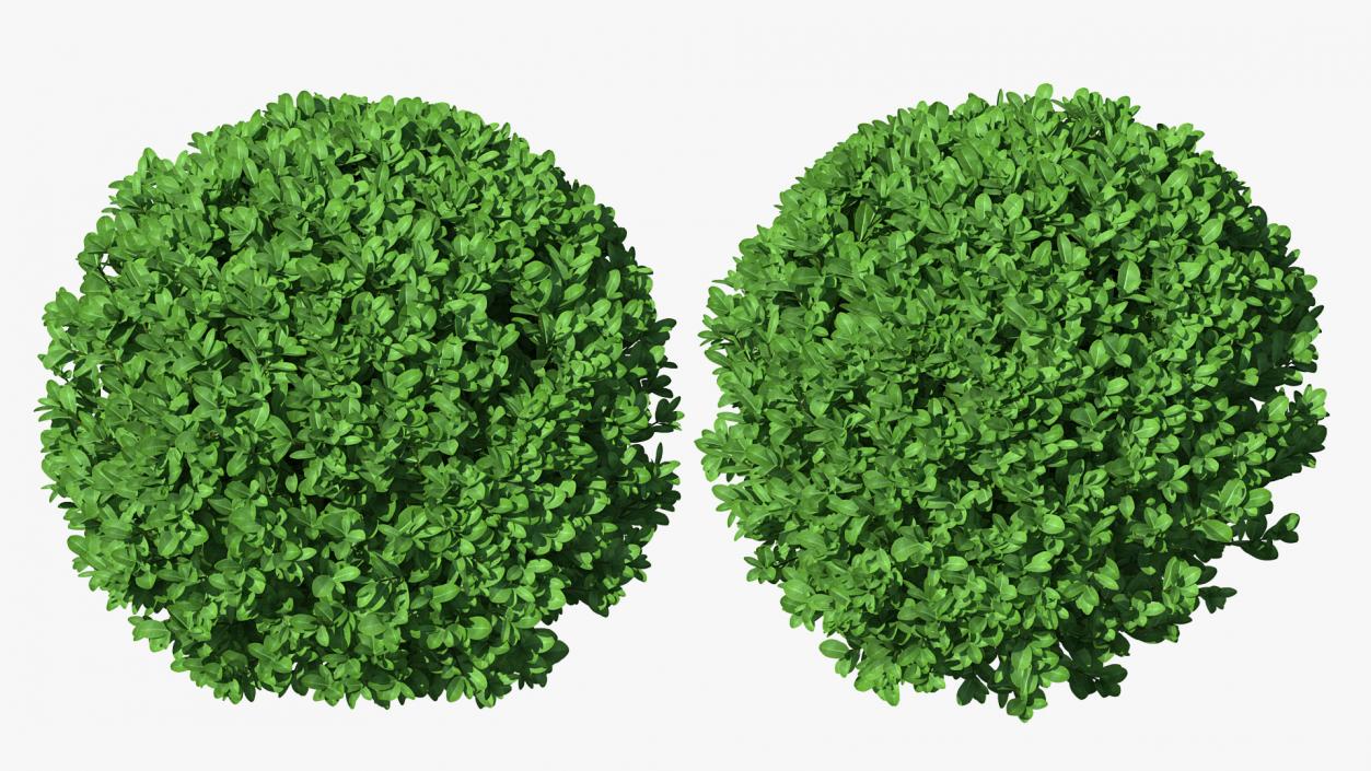 Green Boxwood Shrub 3D model