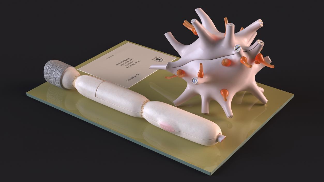 Human Neuron Model on Stand 3D