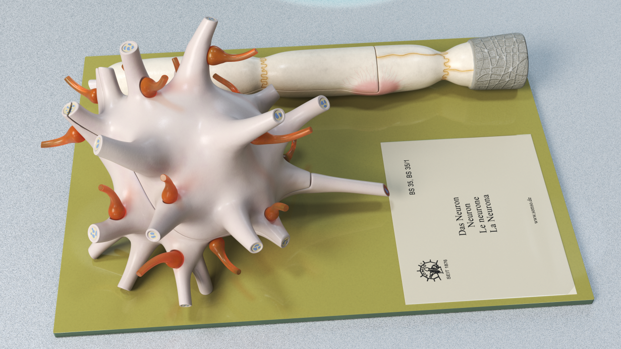 Human Neuron Model on Stand 3D