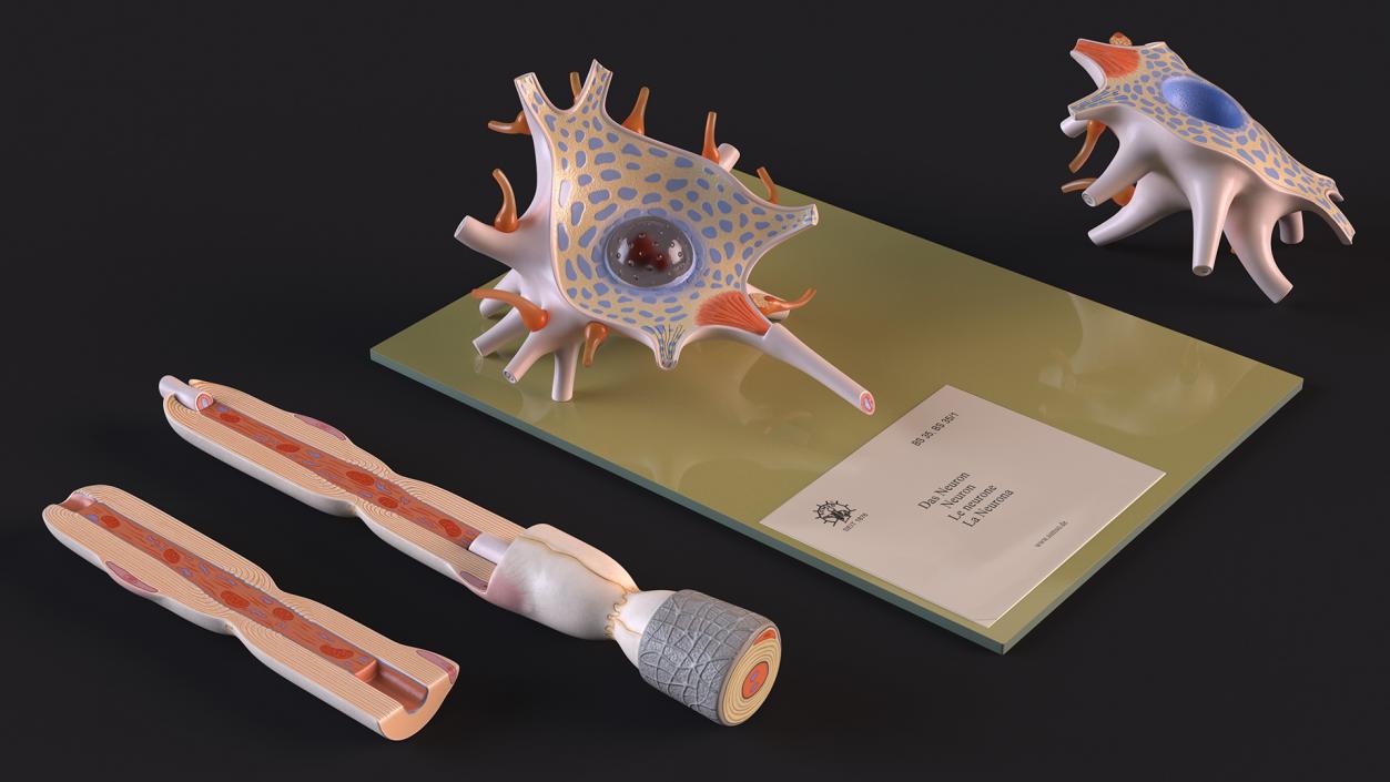 Human Neuron Model on Stand 3D