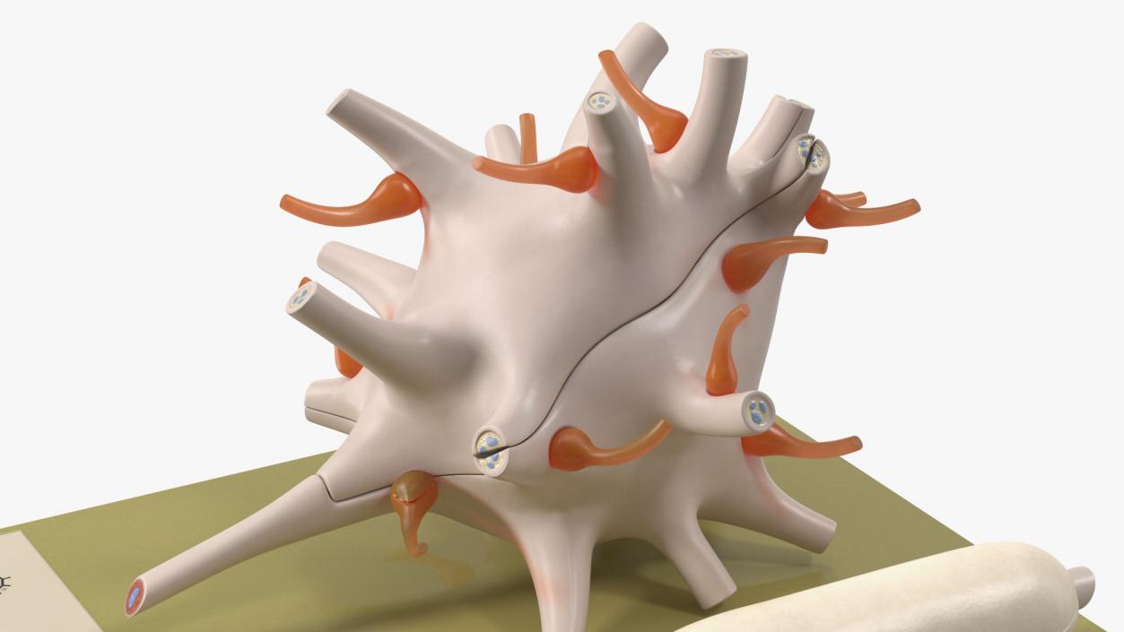 Human Neuron Model on Stand 3D