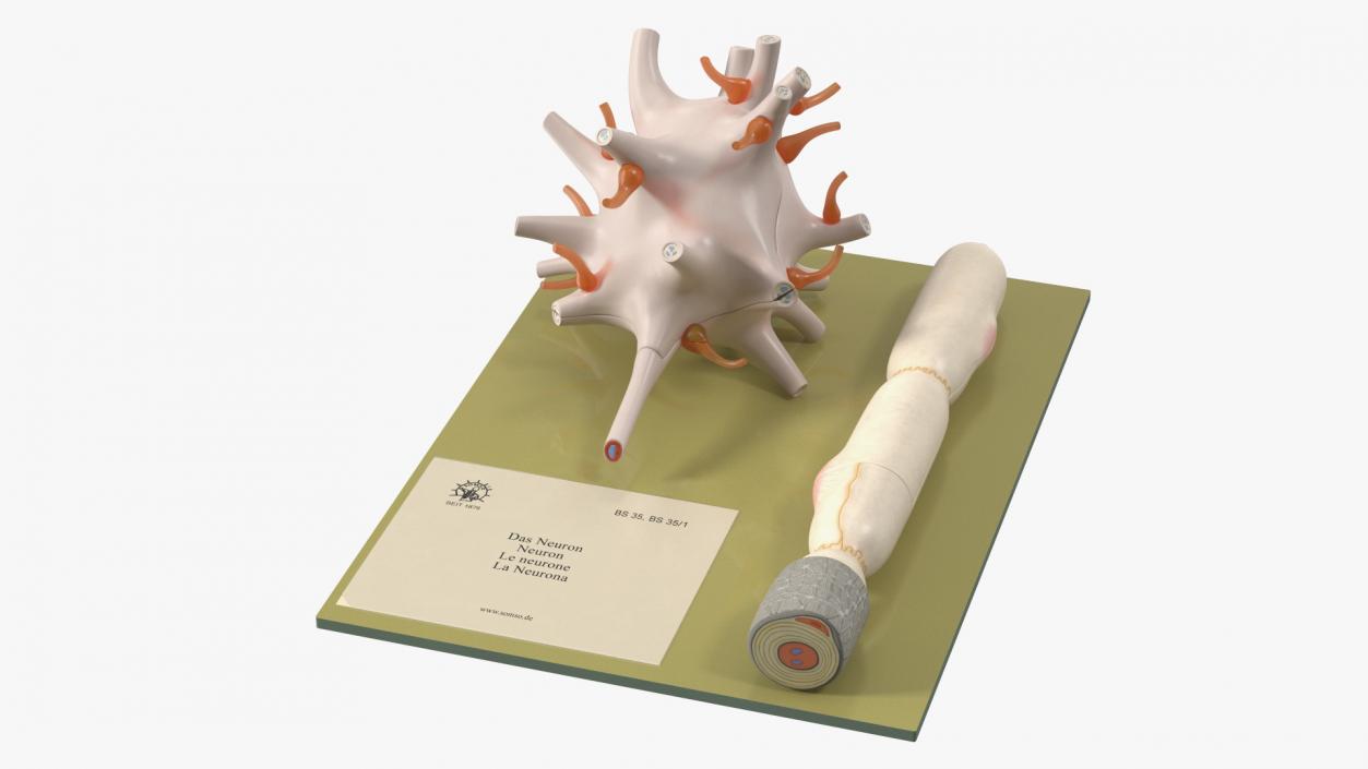 Human Neuron Model on Stand 3D