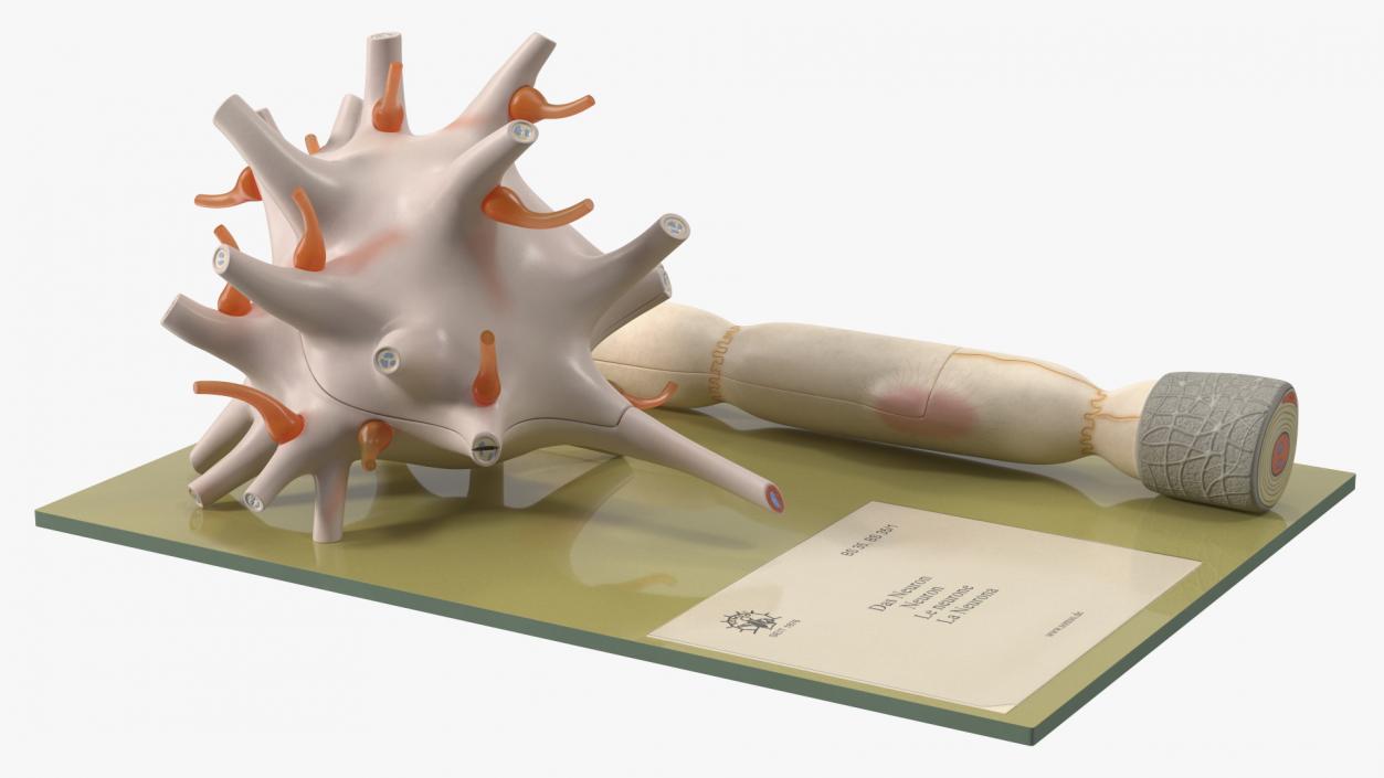 Human Neuron Model on Stand 3D