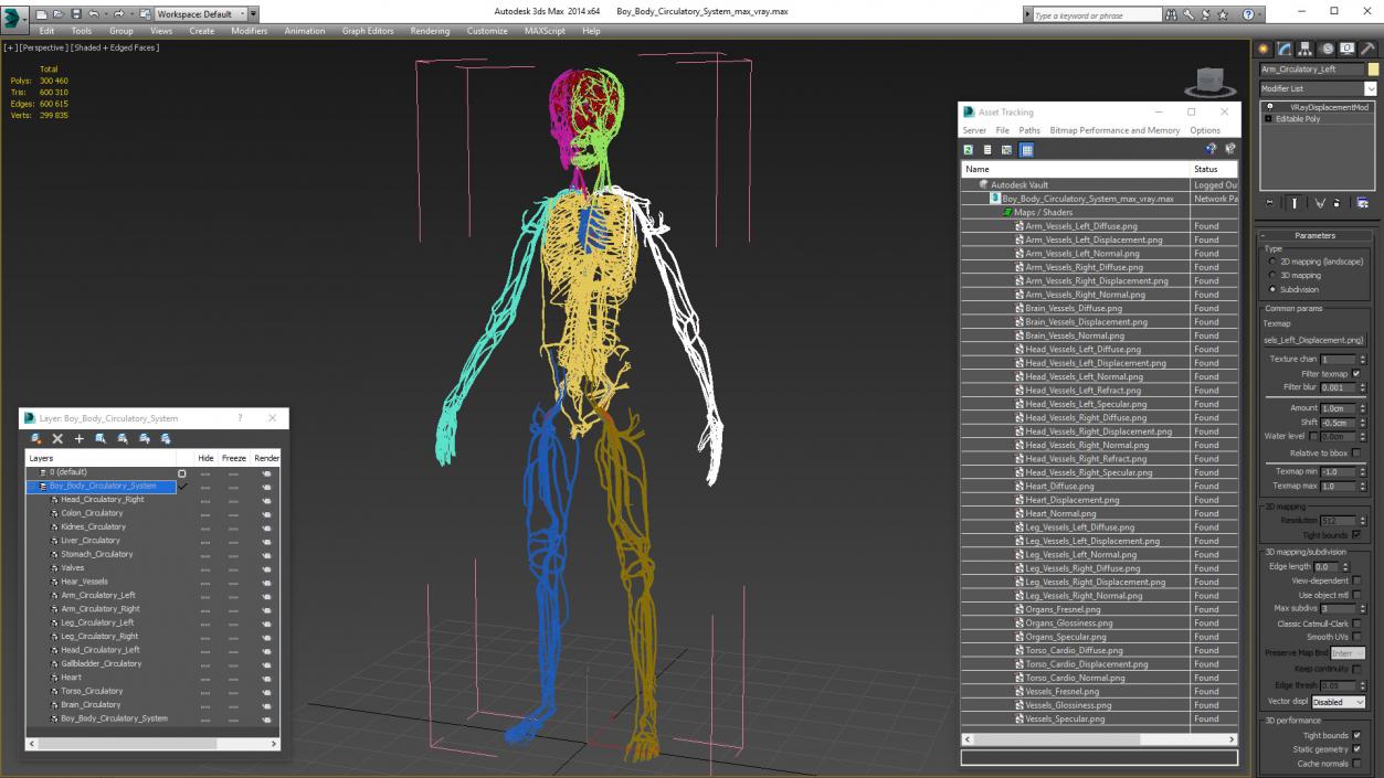 Boy Body Circulatory System 3D