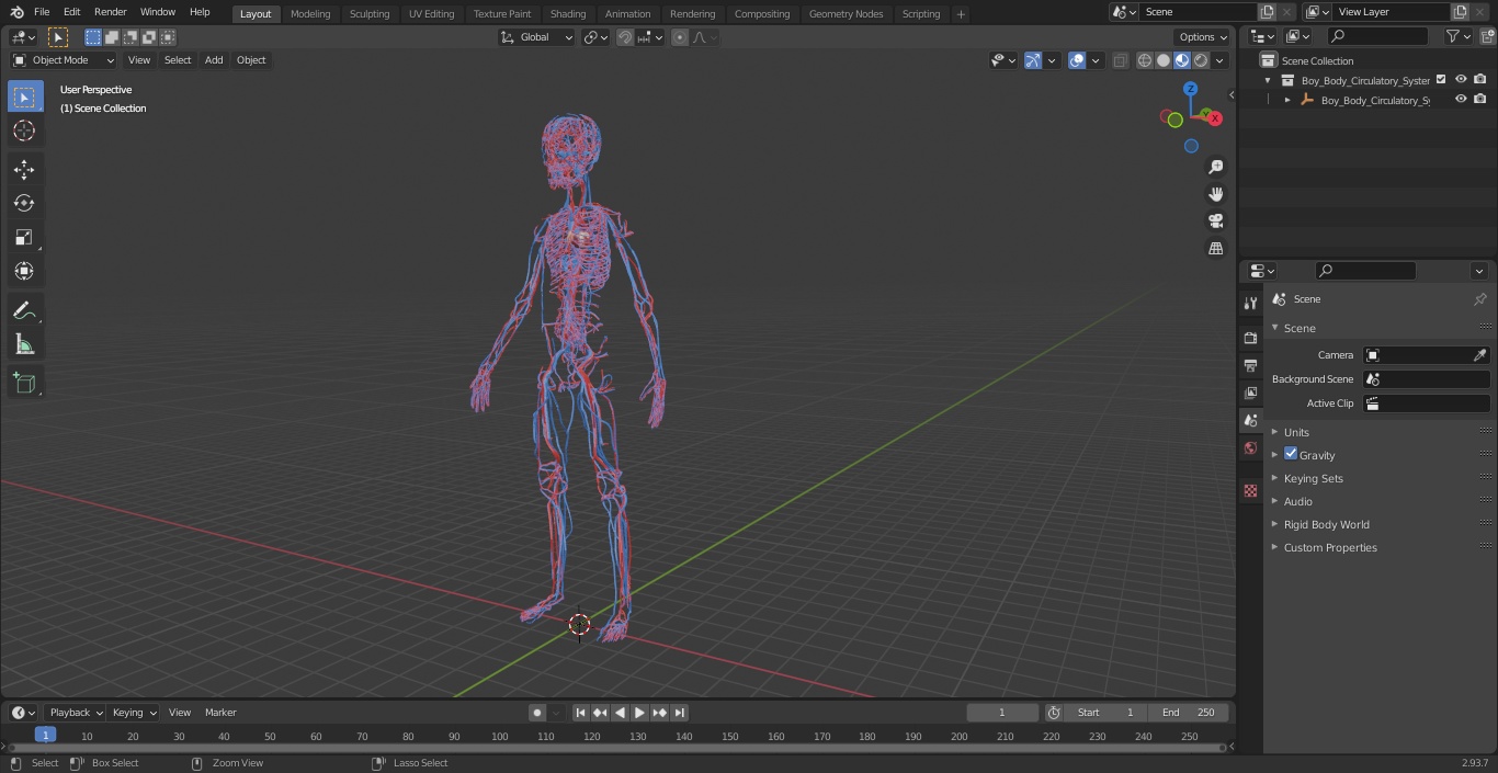 Boy Body Circulatory System 3D