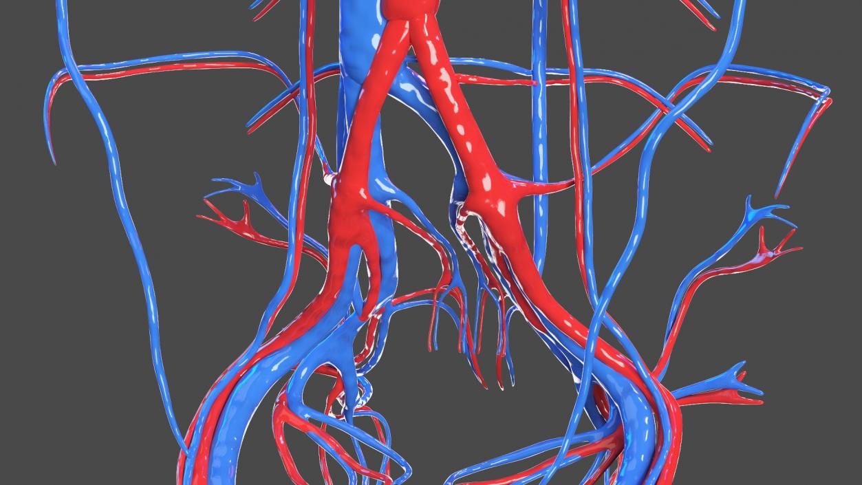 Boy Body Circulatory System 3D