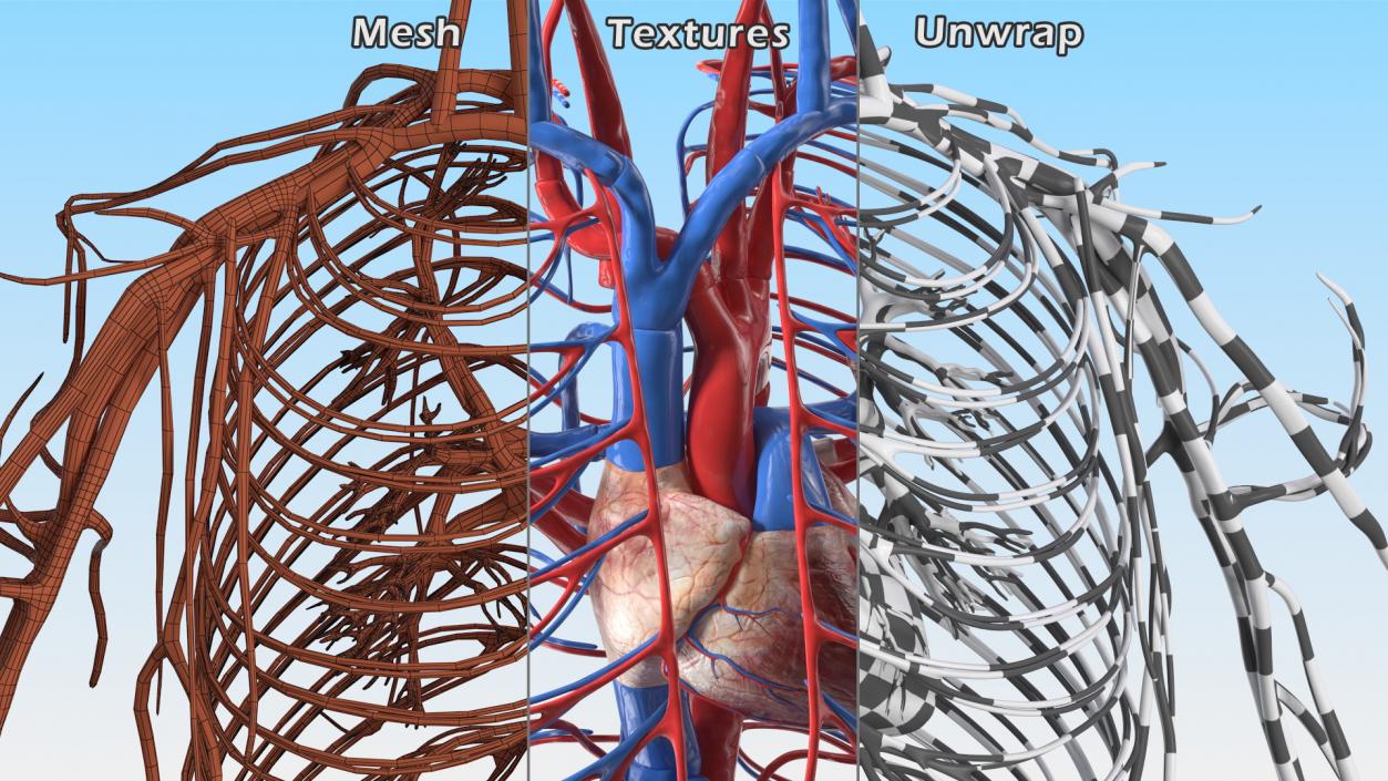 Boy Body Circulatory System 3D