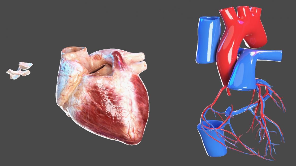 Boy Body Circulatory System 3D