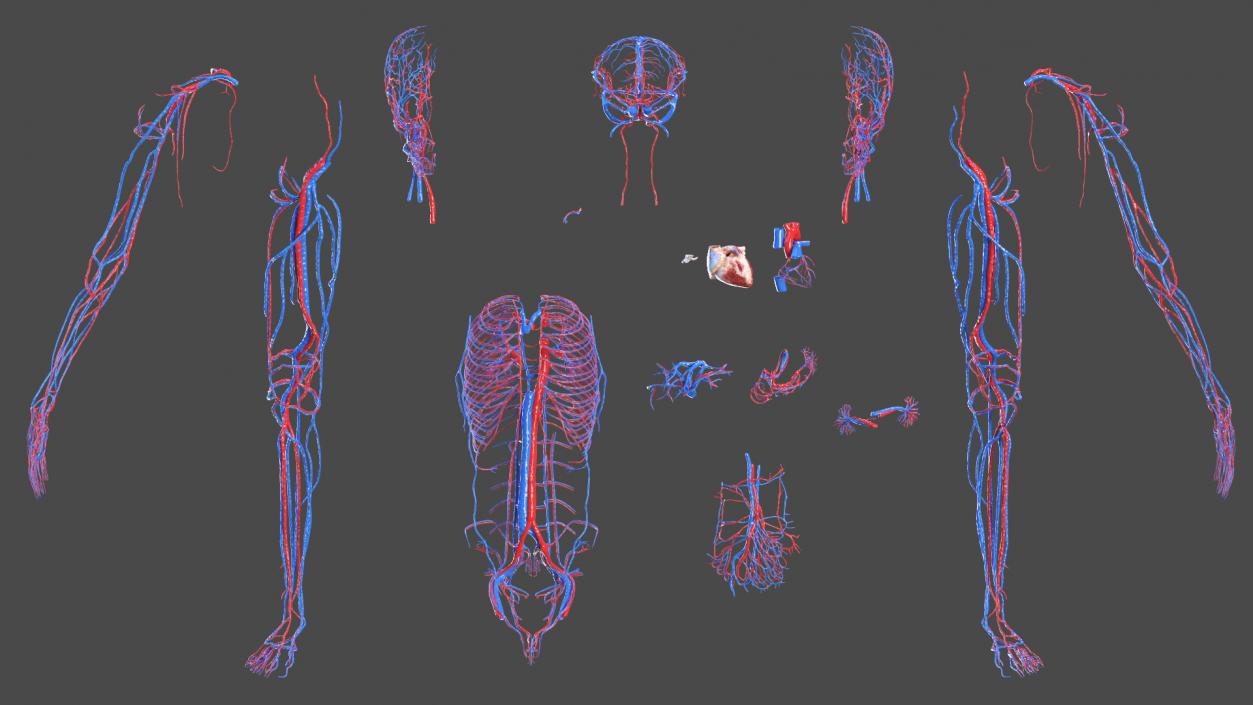 Boy Body Circulatory System 3D