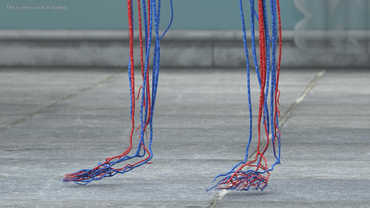 Boy Body Circulatory System 3D