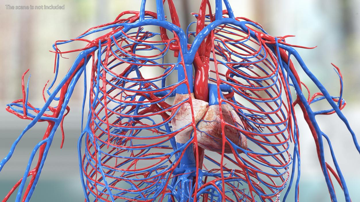 Boy Body Circulatory System 3D