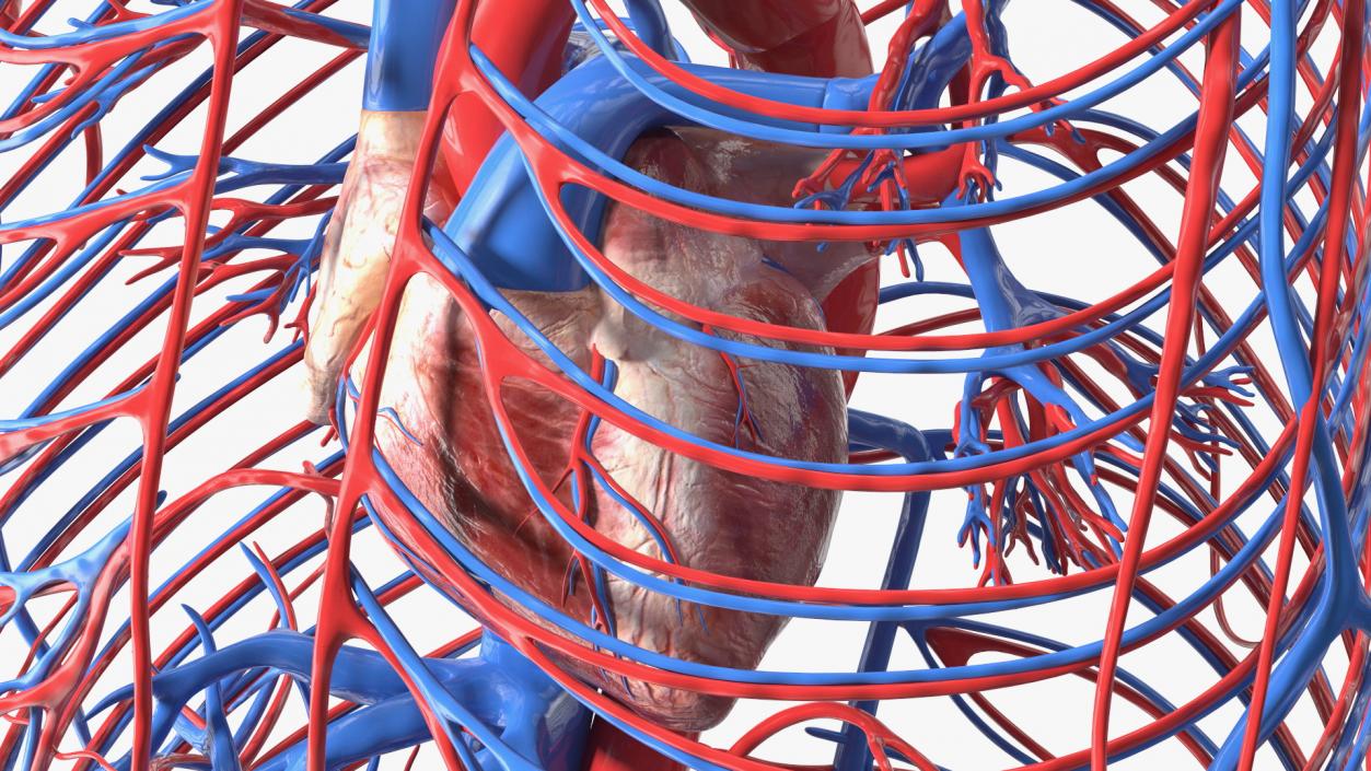 Boy Body Circulatory System 3D