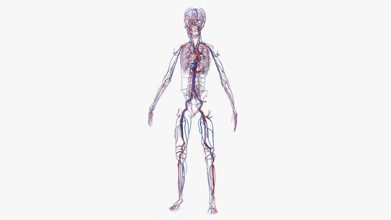 Boy Body Circulatory System 3D