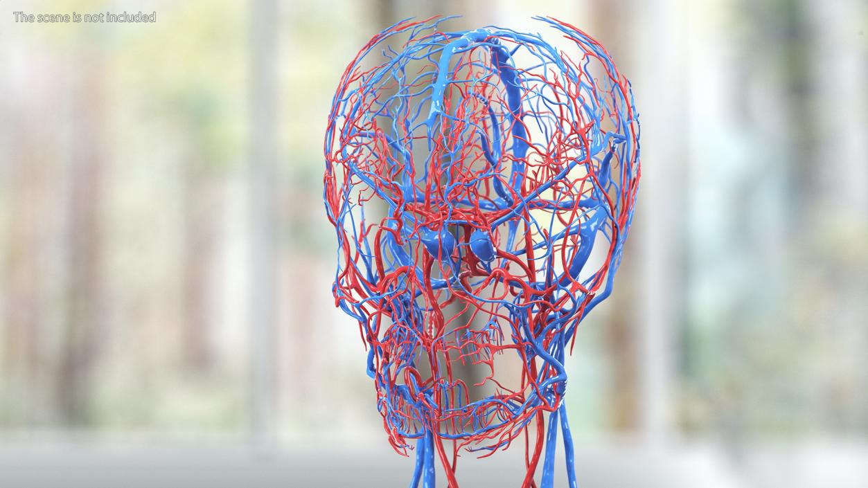 Boy Body Circulatory System 3D