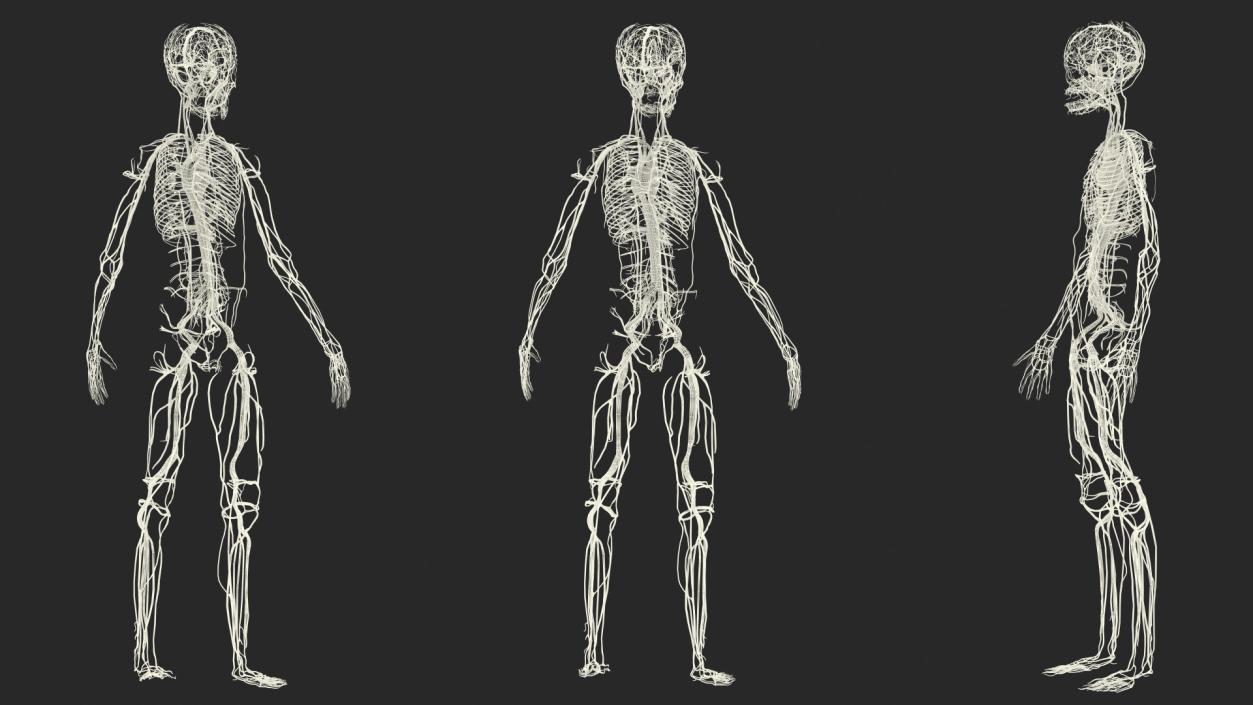 Boy Body Circulatory System 3D