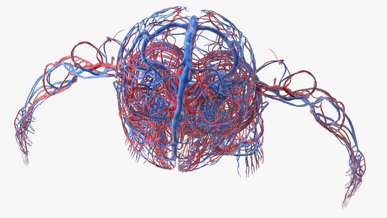 Boy Body Circulatory System 3D