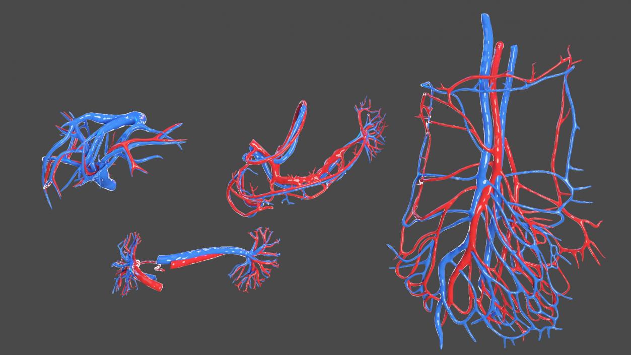 Boy Body Circulatory System 3D