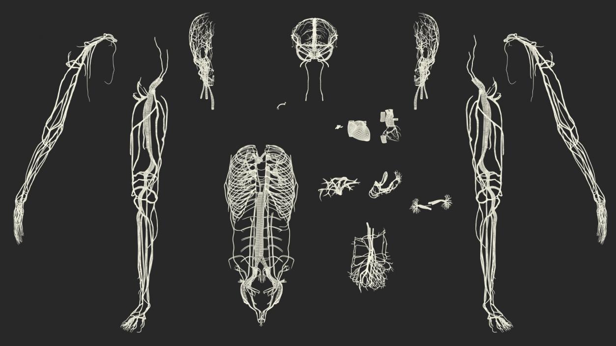 Boy Body Circulatory System 3D