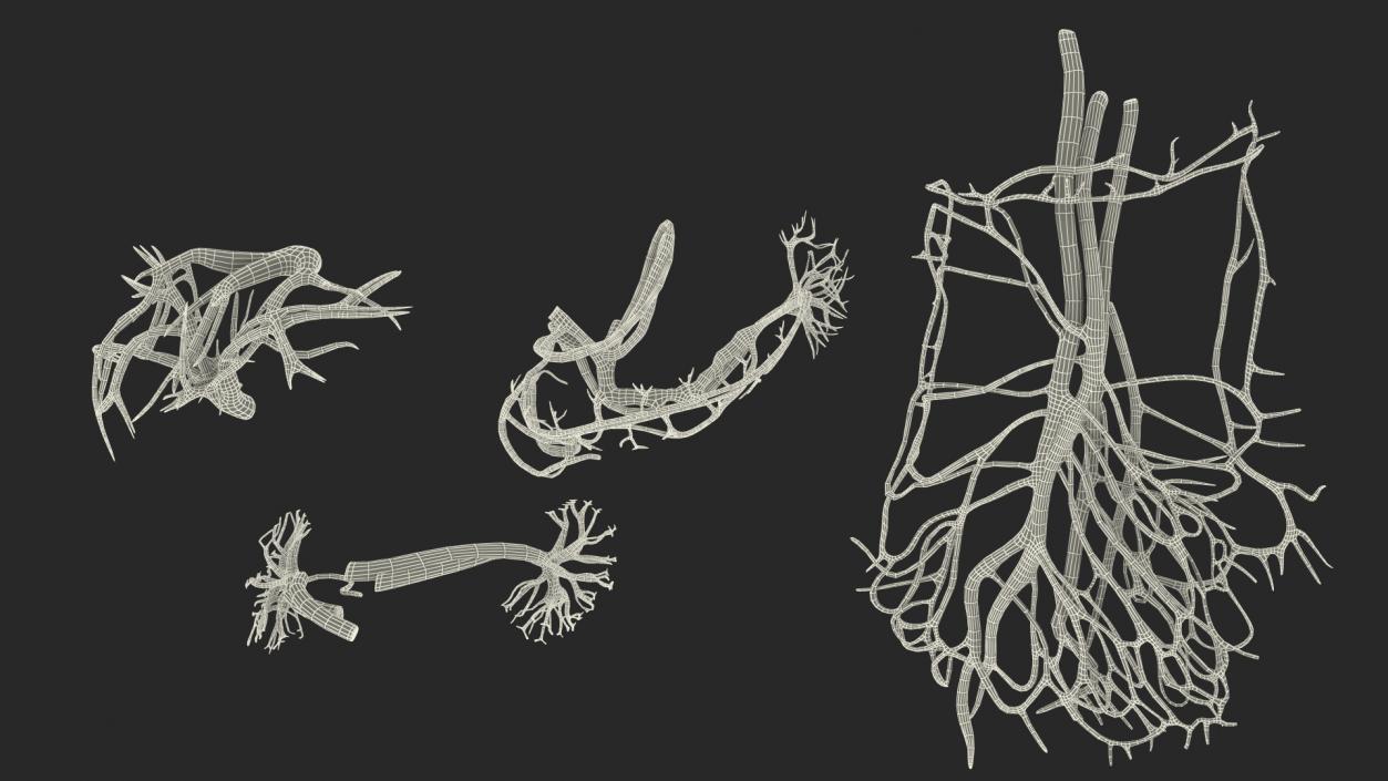 Boy Body Circulatory System 3D