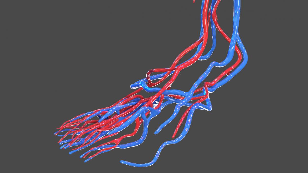 Boy Body Circulatory System 3D