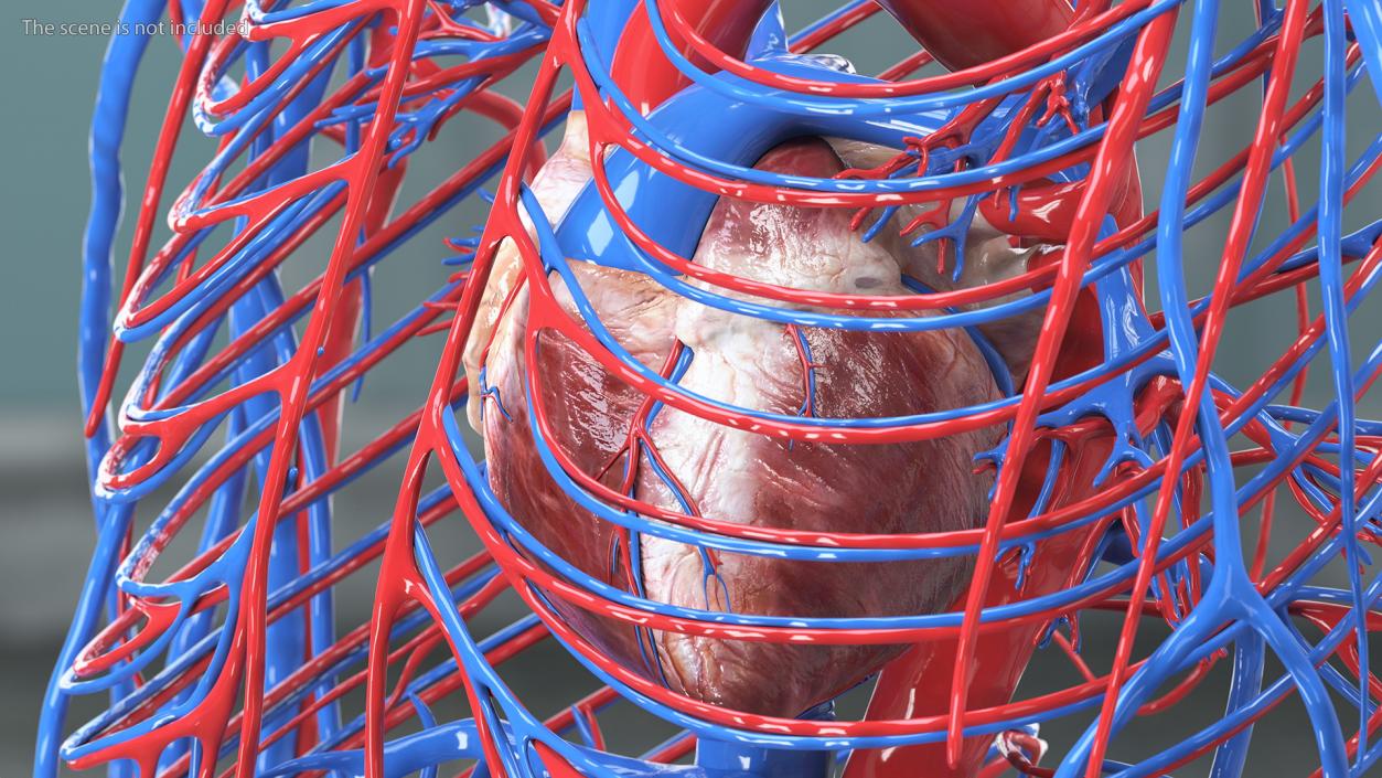 Boy Body Circulatory System 3D