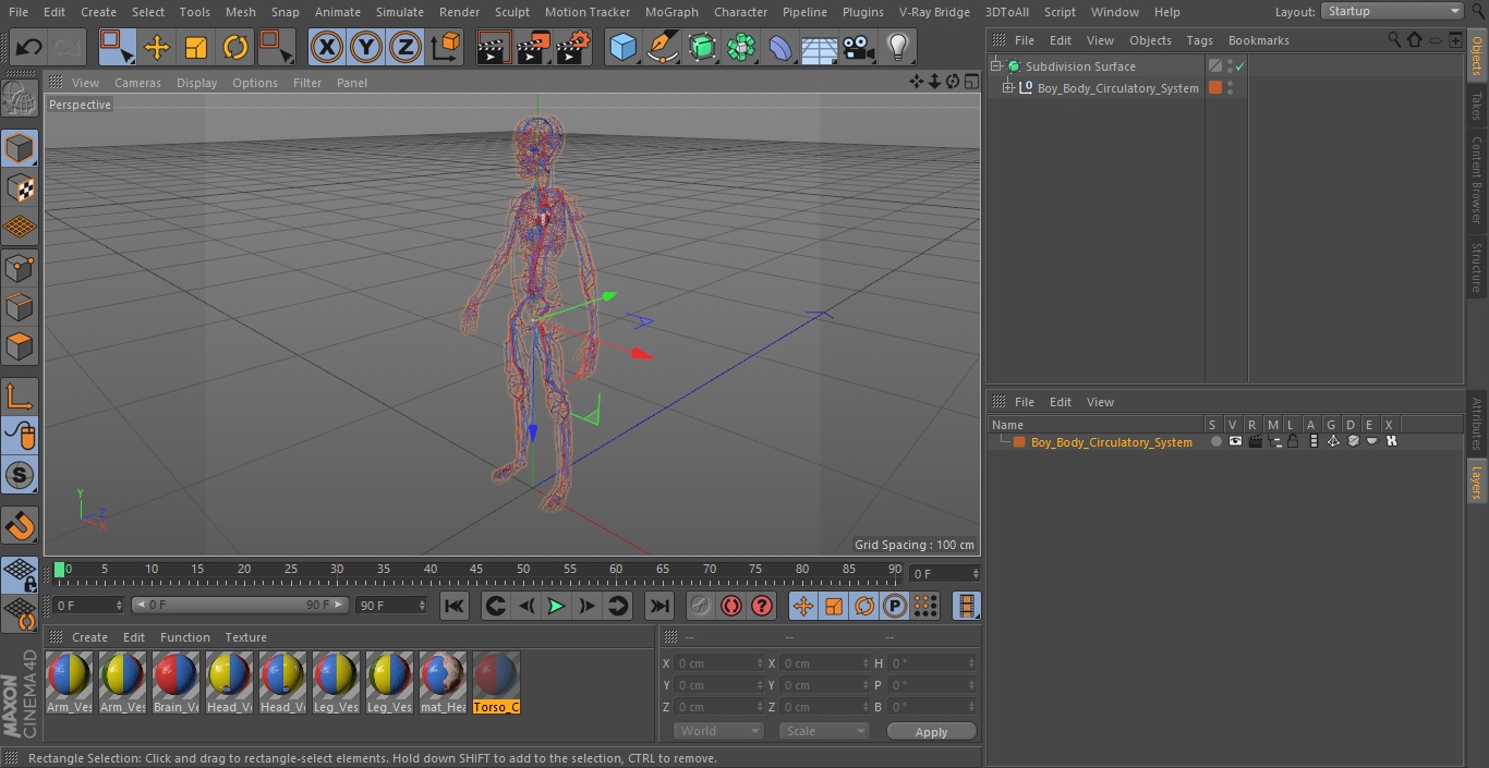 Boy Body Circulatory System 3D