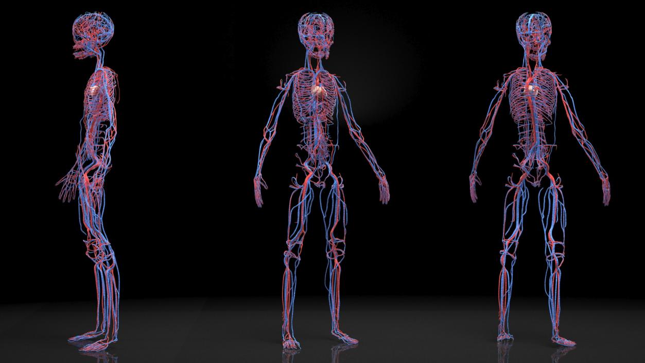 Boy Body Circulatory System 3D