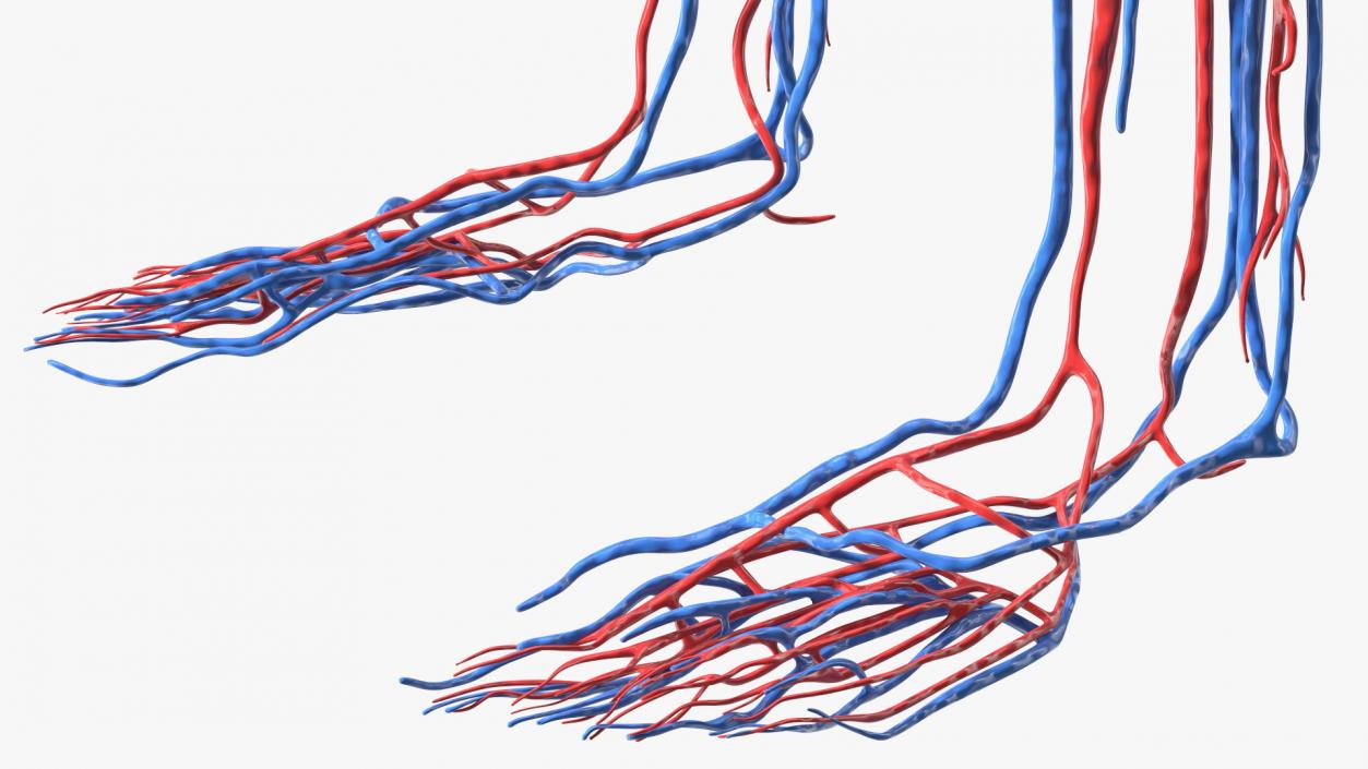 Boy Body Circulatory System 3D