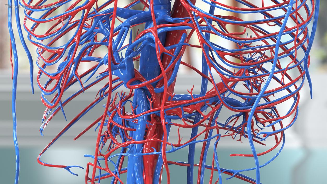 Boy Body Circulatory System 3D