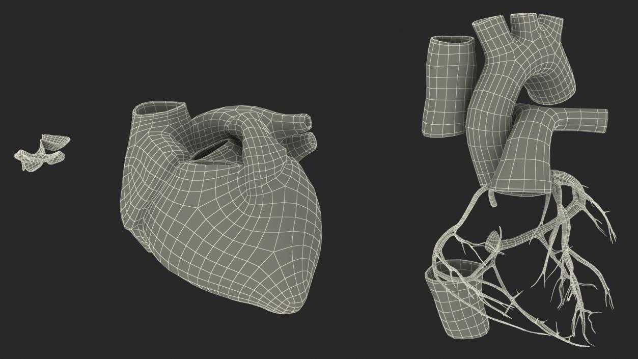 Boy Body Circulatory System 3D