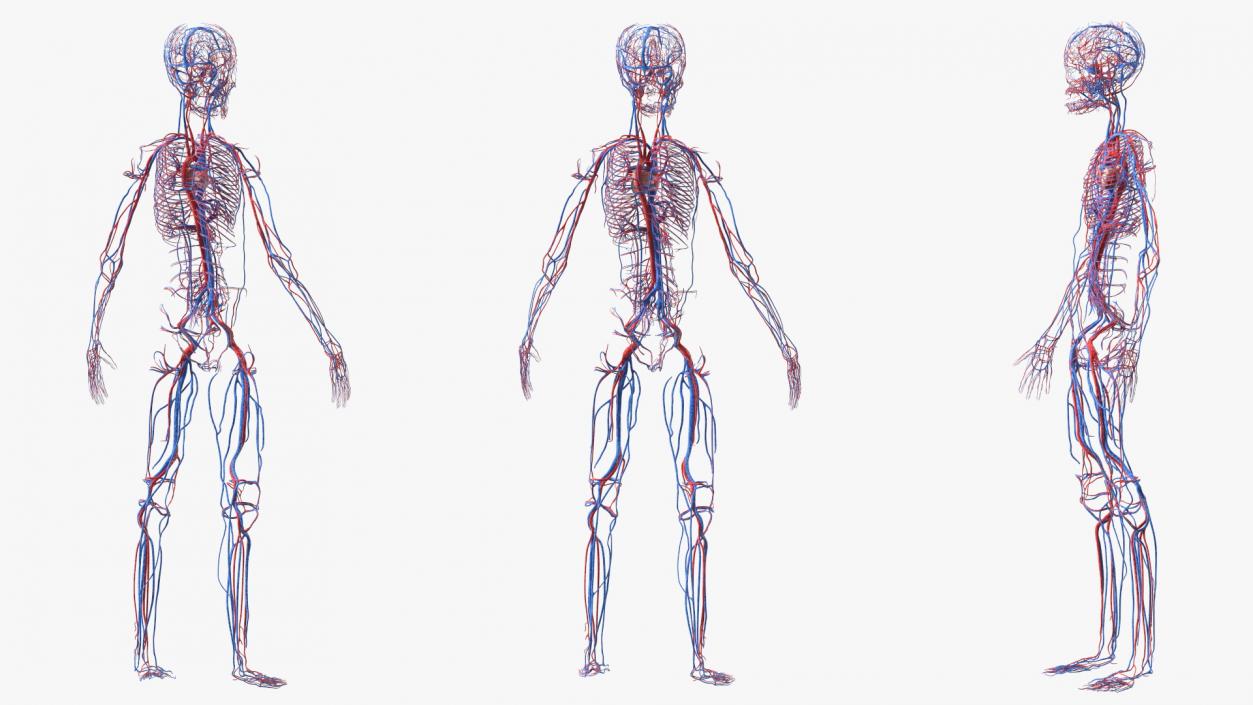 Boy Body Circulatory System 3D