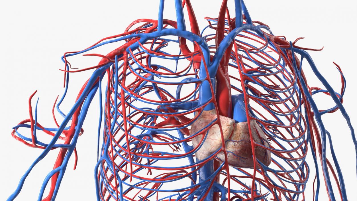 Boy Body Circulatory System 3D