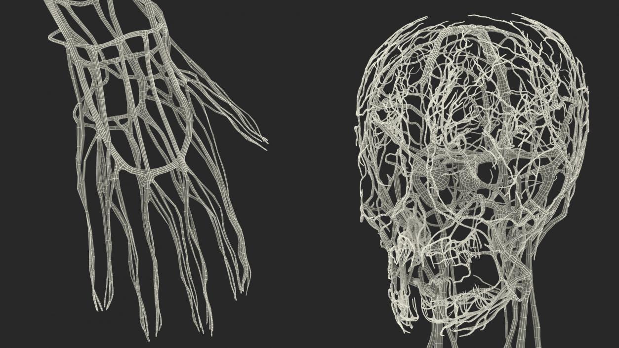 Boy Body Circulatory System 3D