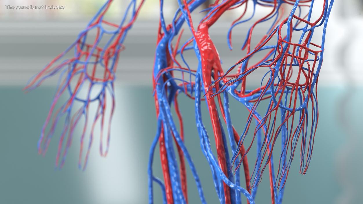 Boy Body Circulatory System 3D