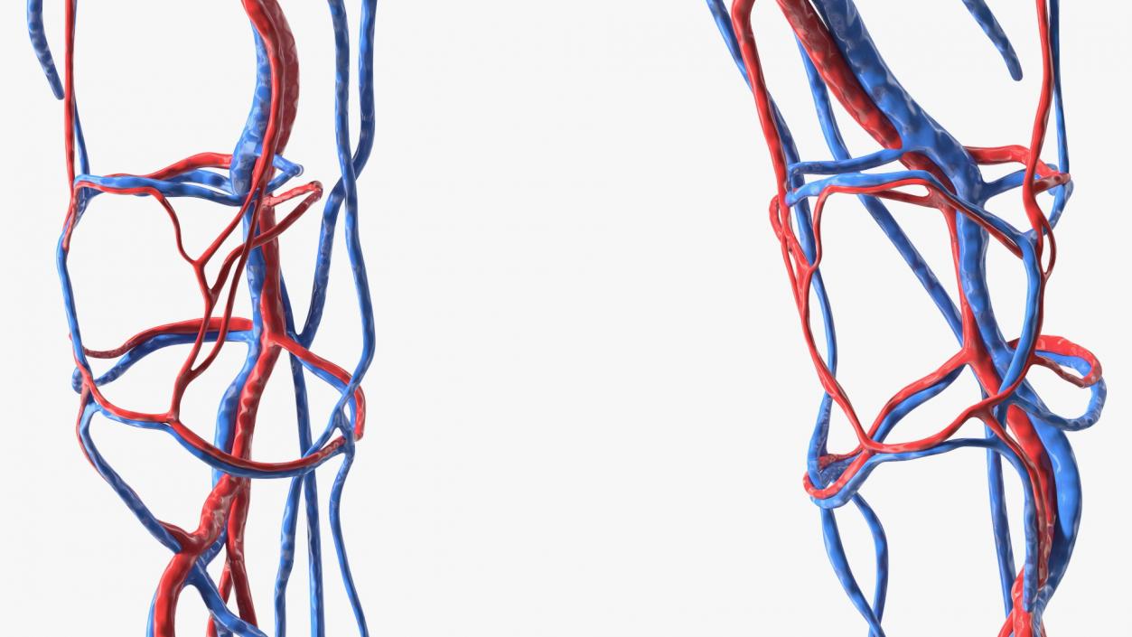 Boy Body Circulatory System 3D