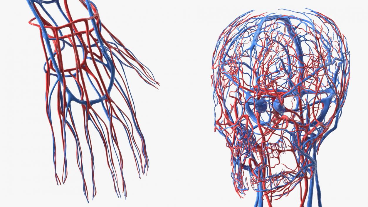 Boy Body Circulatory System 3D