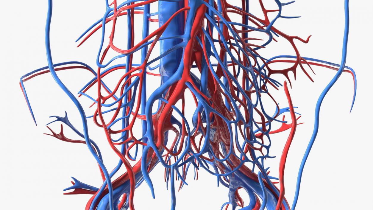 Boy Body Circulatory System 3D