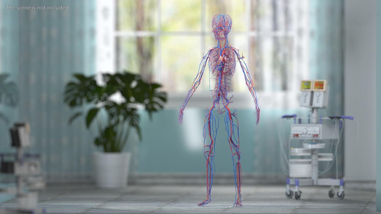 Boy Body Circulatory System 3D