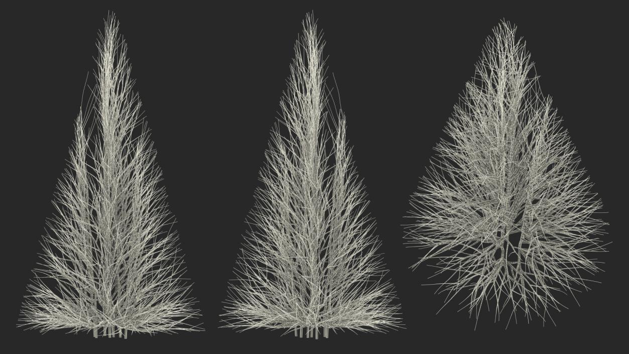 3D Bare Branches model