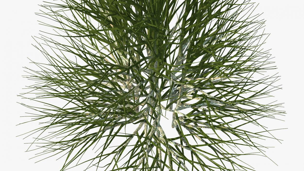 3D Bare Branches model