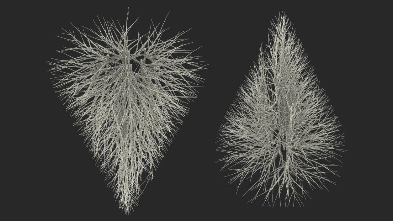 3D Bare Branches model